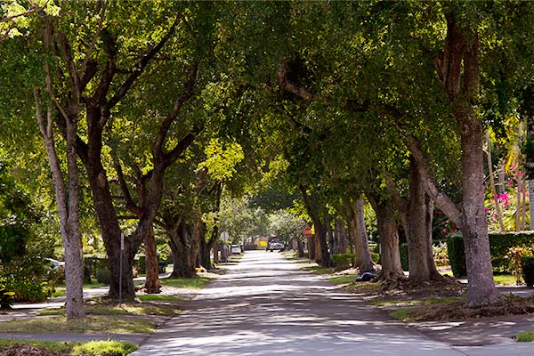 coral-gables-treelined-street