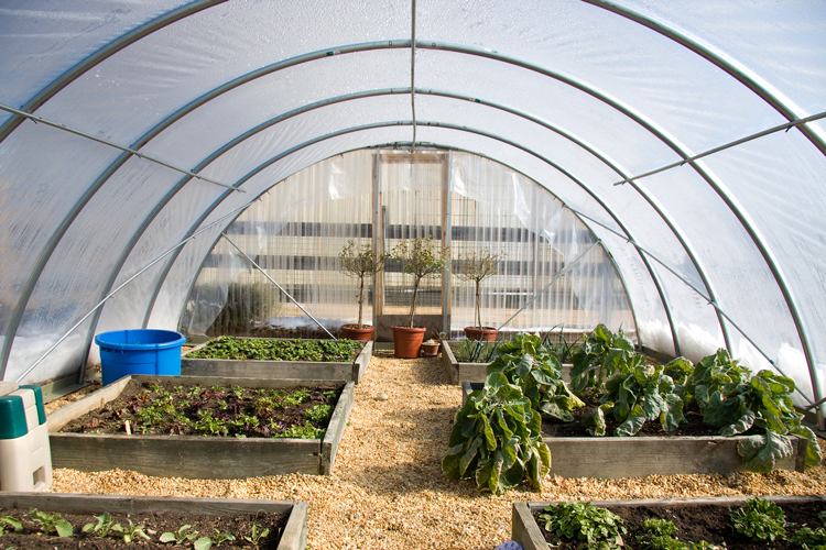 Homemade-Greenhouse