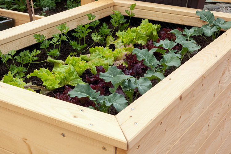 Raised-Bed-Vegetable-Garden