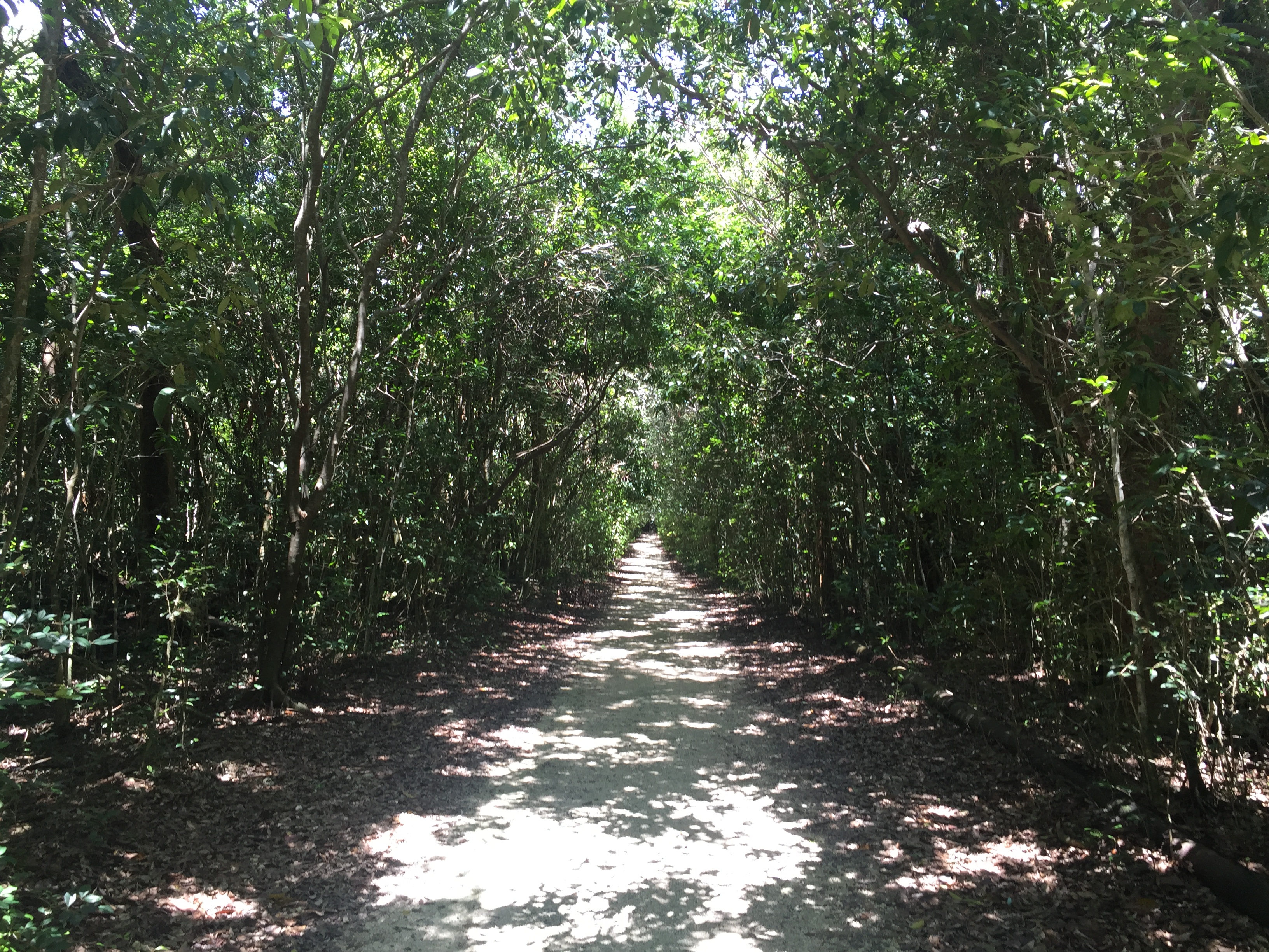 Coral Gables secret nature trail and dog park. Click to read more or pin and save for later!