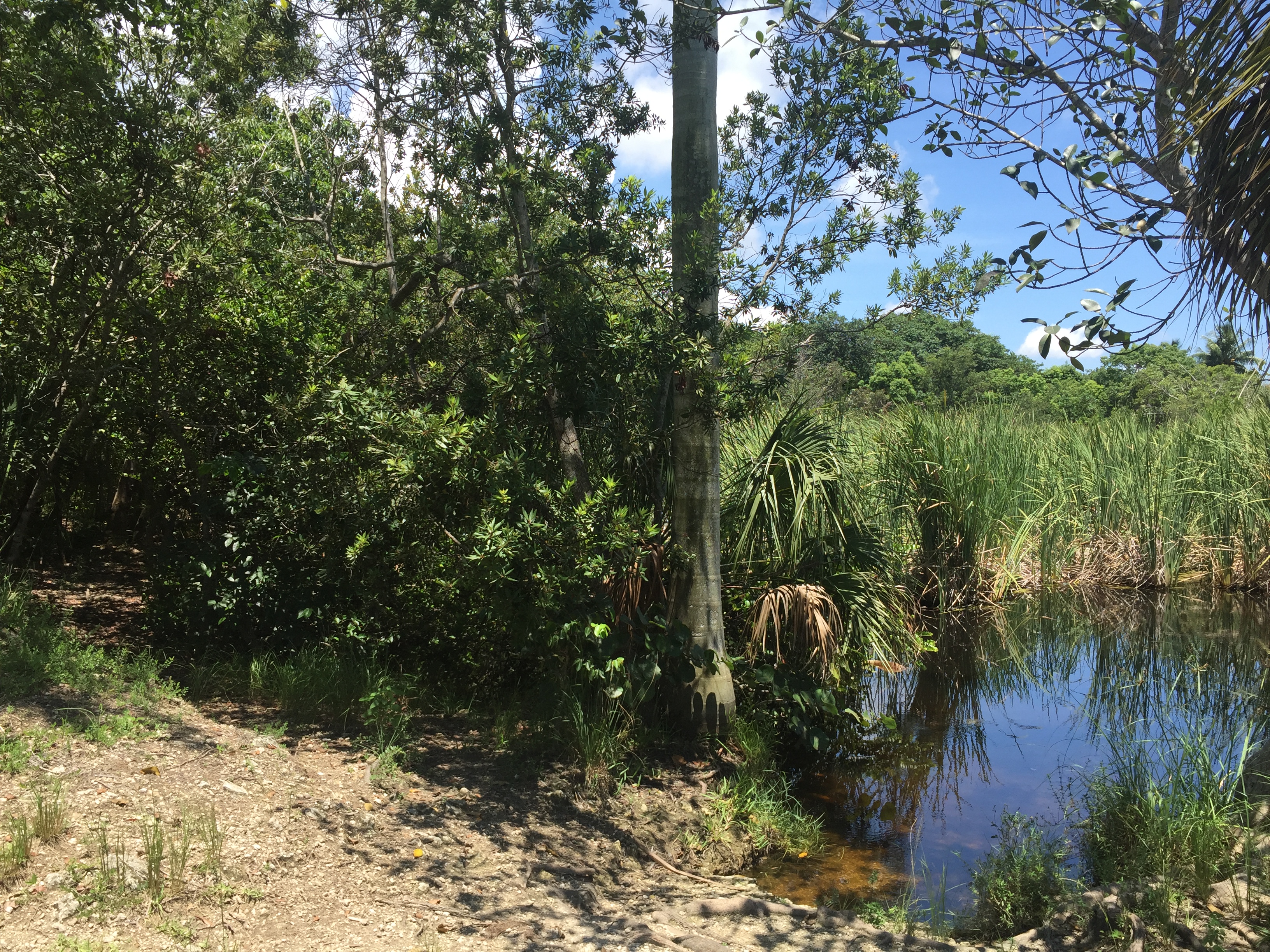 Coral Gables secret nature trail and dog park. Click to read more or pin and save for later!