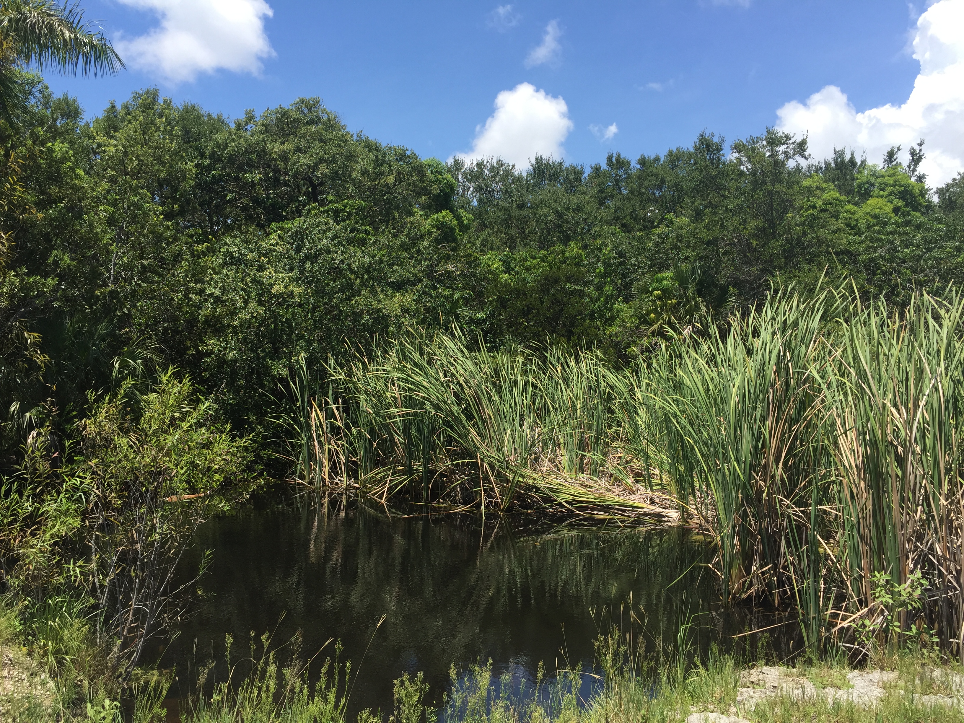 Coral Gables secret nature trail and dog park. Click to read more or pin and save for later!