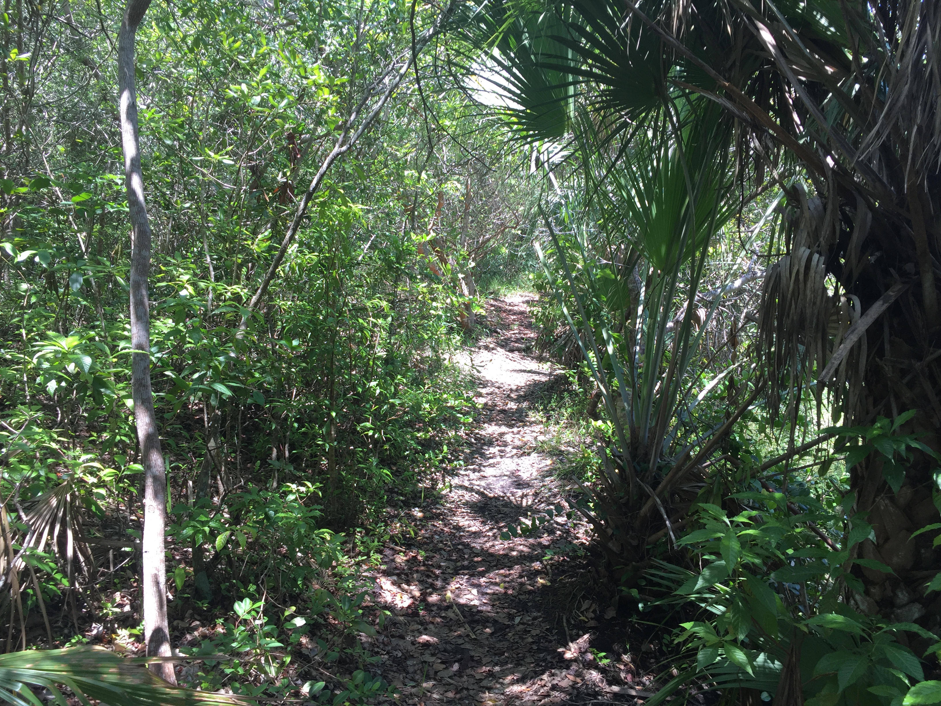 Coral Gables secret nature trail and dog park. Click to read more or pin and save for later!