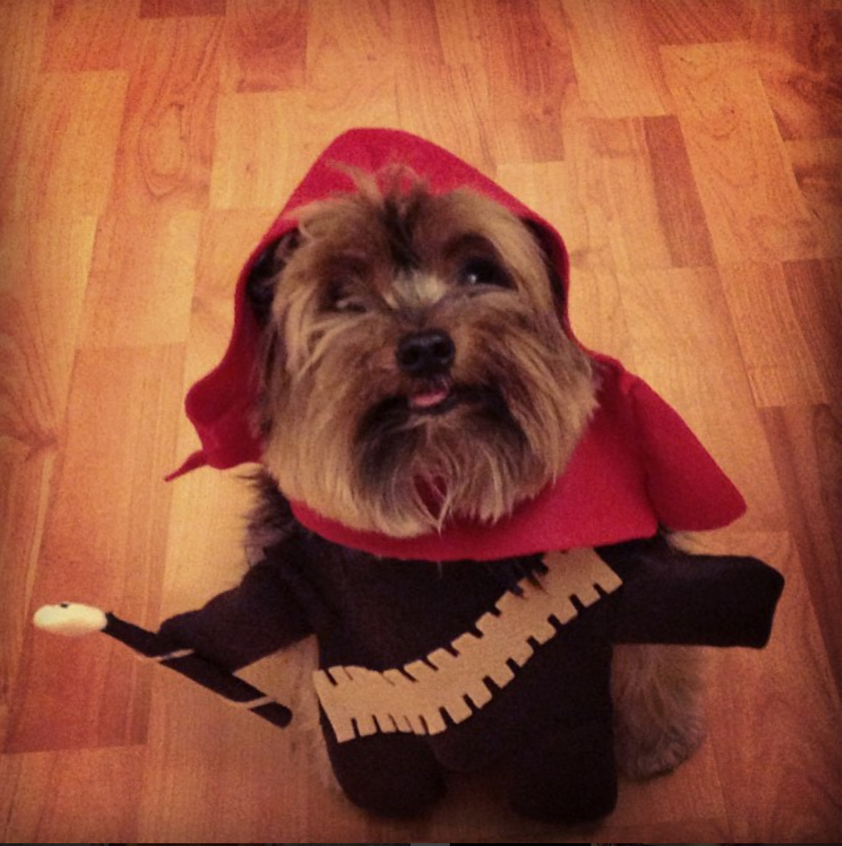 Pancho wearing an Ewok costume for the Coral Gables Museum Dog custom contest