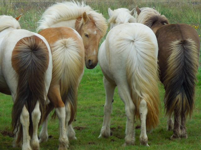 Travel Gift Ideas: Horseback Riding adventure across Iceland
