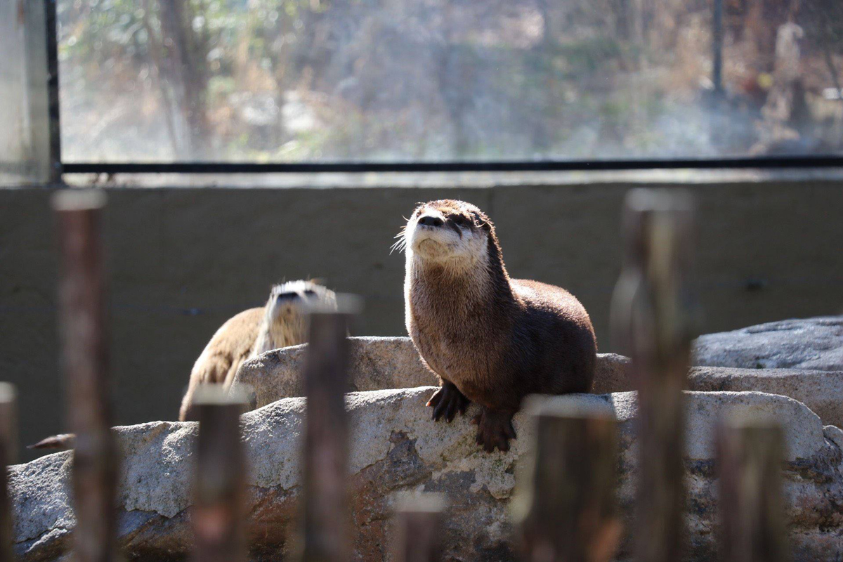 Asheville North Carolina Travel Guide - Nature Center Otters