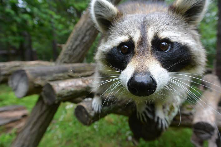 Asheville North Carolina Travel Guide - Nature Center Raccoon