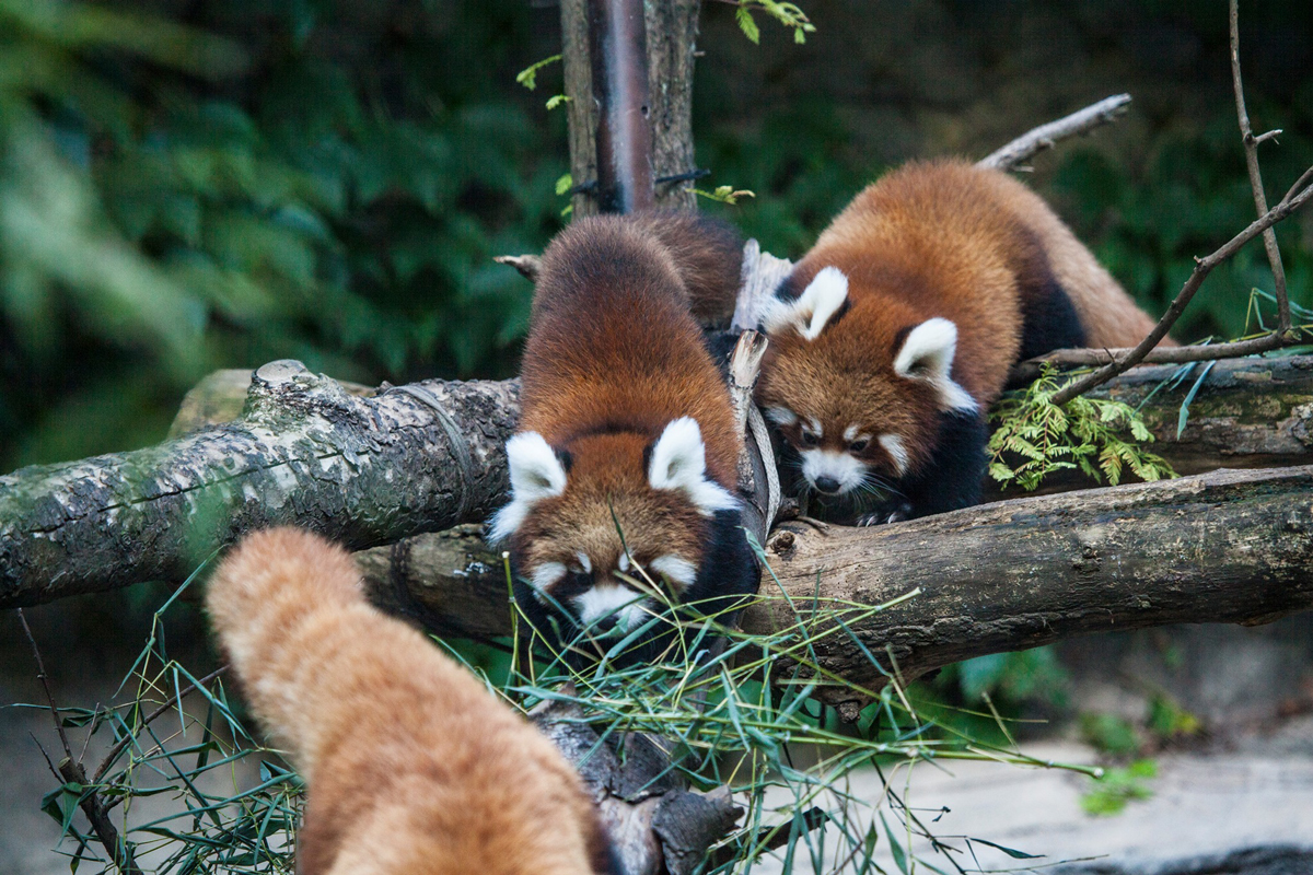 Asheville North Carolina Travel Guide - Nature Center Red Panda