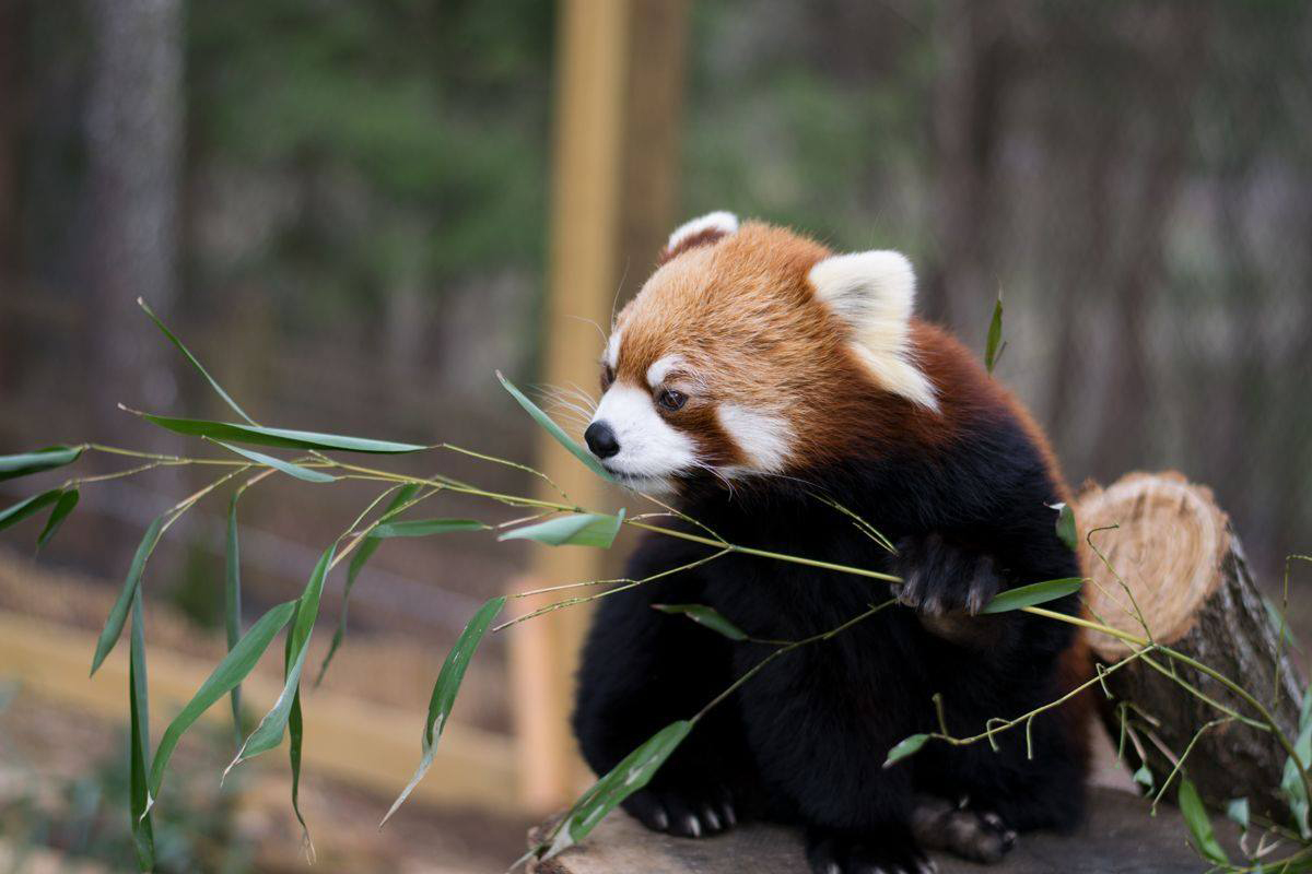 Asheville North Carolina Travel Guide - Nature Center Red Panda