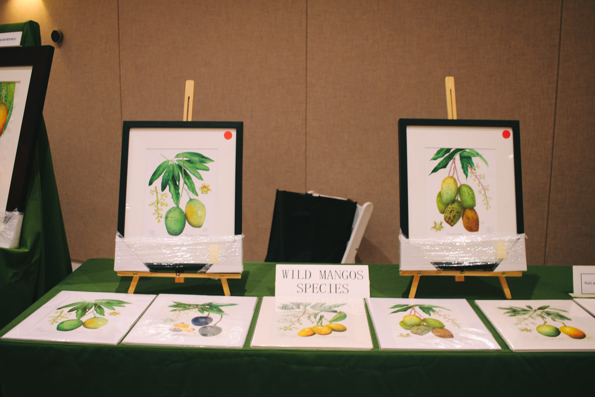 Fairchild Botanic Garden Mango Festival in Coral Gables, Florida