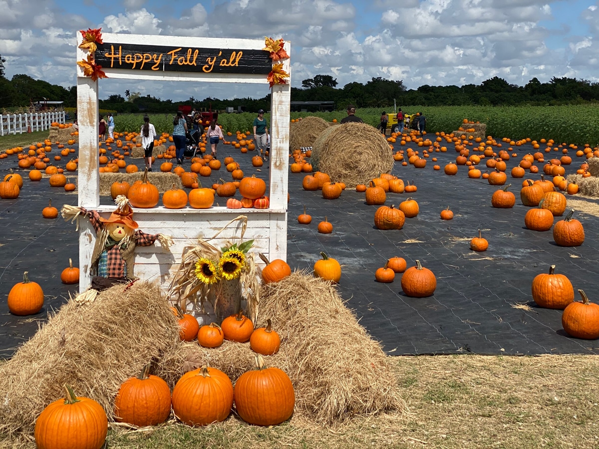 Pumpkin Patch in Homestead at The Berry Farms