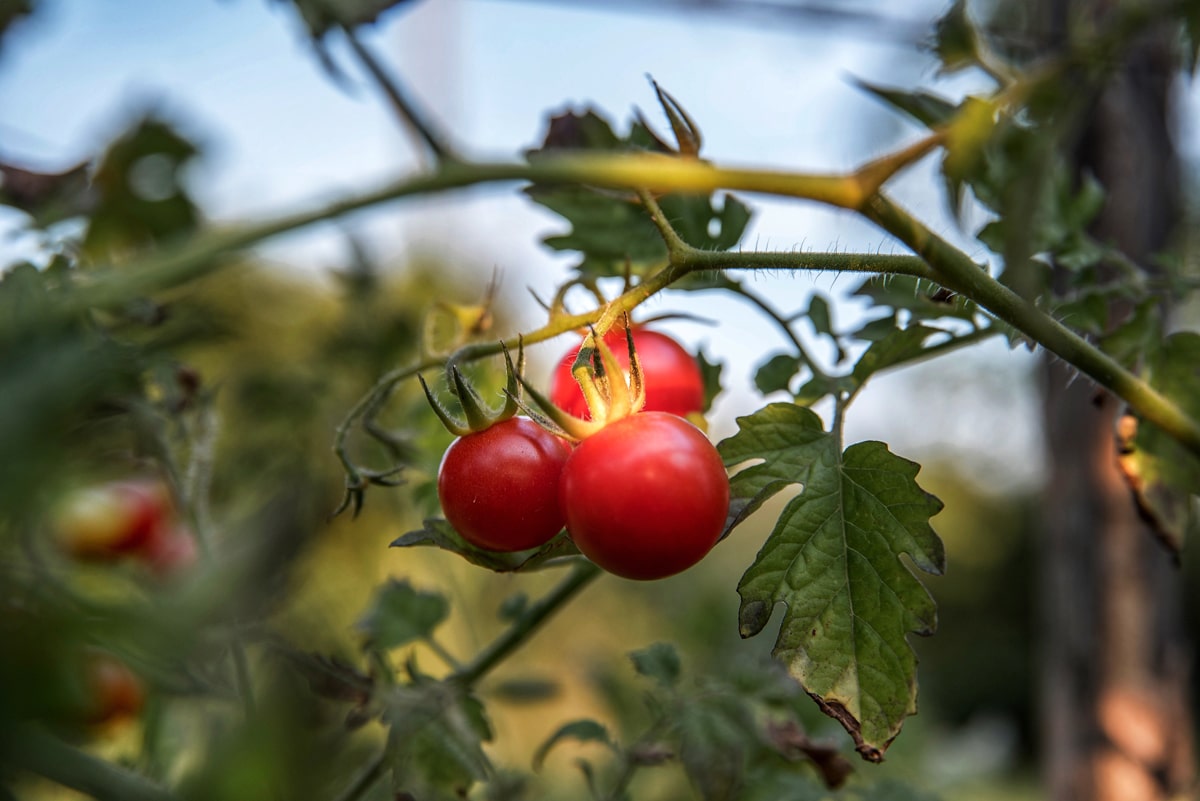 Knaus Berry Farm Tomato Picking in Homestead U-Pick Tomatoes