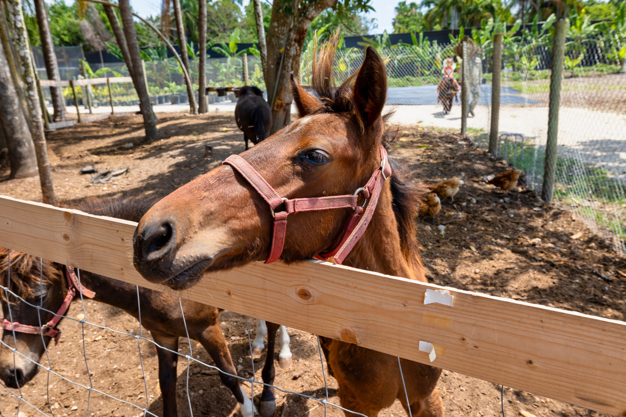 Tines Farms promo code CGLOVE for $2 Off Your Ticket Price