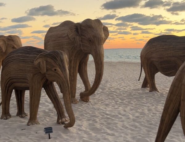 Elphant Art Installation Miami 2024